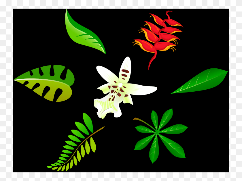 750x570 Free Vector Free Leaf Vector Art Package Leaf Vector, Plant, Flower, Blossom HD PNG Download