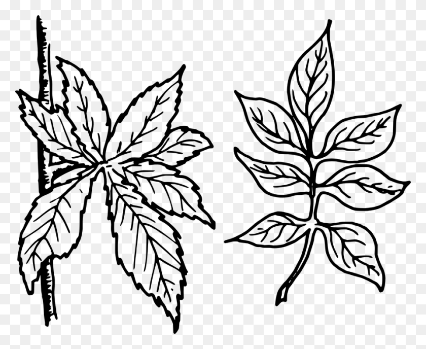 893x720 Free Vector Graphic Tree Leaves Leaves Botany Plant Types Of Leaf, Weed, Hemp, Fern HD PNG Download