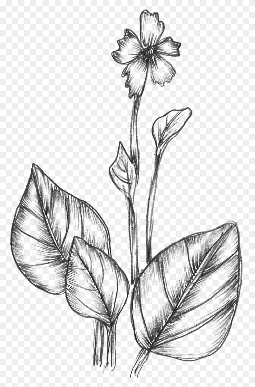 1438x2236 Free Vector Sketchy Plants Nature Flower Line Drawing, Gray, World Of Warcraft HD PNG Download