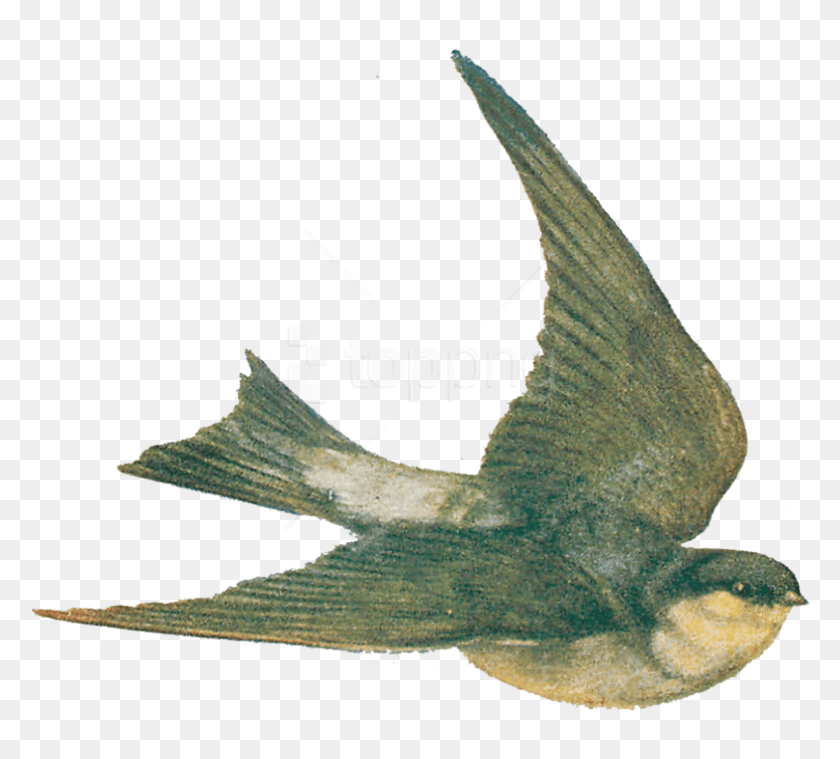 784x703 Free Vintage Bird Illustration Images Vintage Bird Illustration, Animal, Flying, Swan HD PNG Download