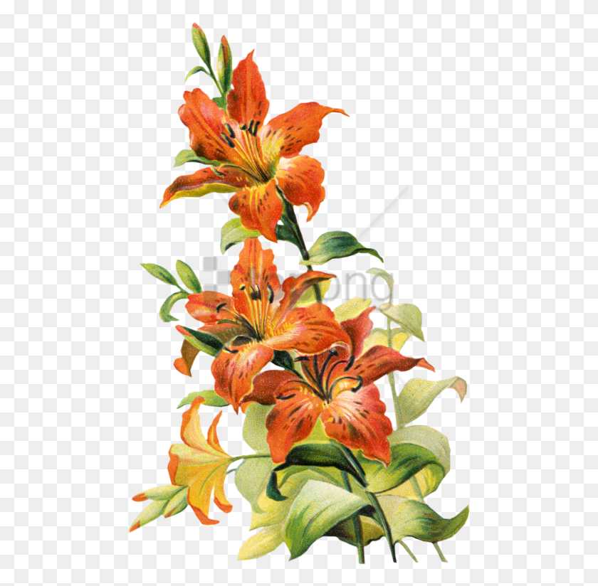 481x764 Free Vintage Lily Flower Image With Transparent Vintage Tiger Lily, Plant, Flower, Blossom HD PNG Download