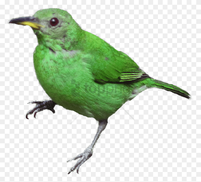 850x765 Free Vogels Afbeeldingen Image With Transparent Vogels, Bird, Animal, Bee Eater HD PNG Download