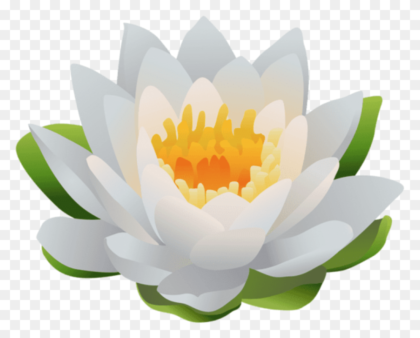 838x662 Free Water Lily Images Background Sacred Lotus, Plant, Lily, Flower HD PNG Download