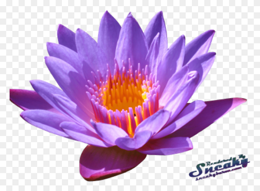 847x606 Png Водяная Лилия Фоновое Изображение Водяная Лилия, Растение, Цветок, Цветение Hd Png