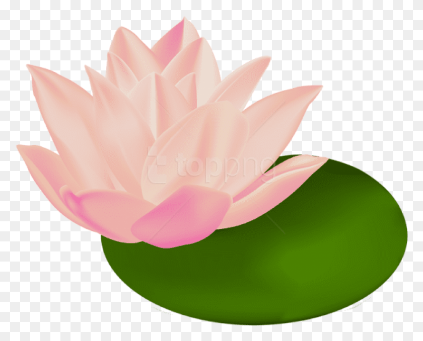 821x651 Free Water Lily Transparent Images Water Lily White Background, Plant, Lily, Flower HD PNG Download