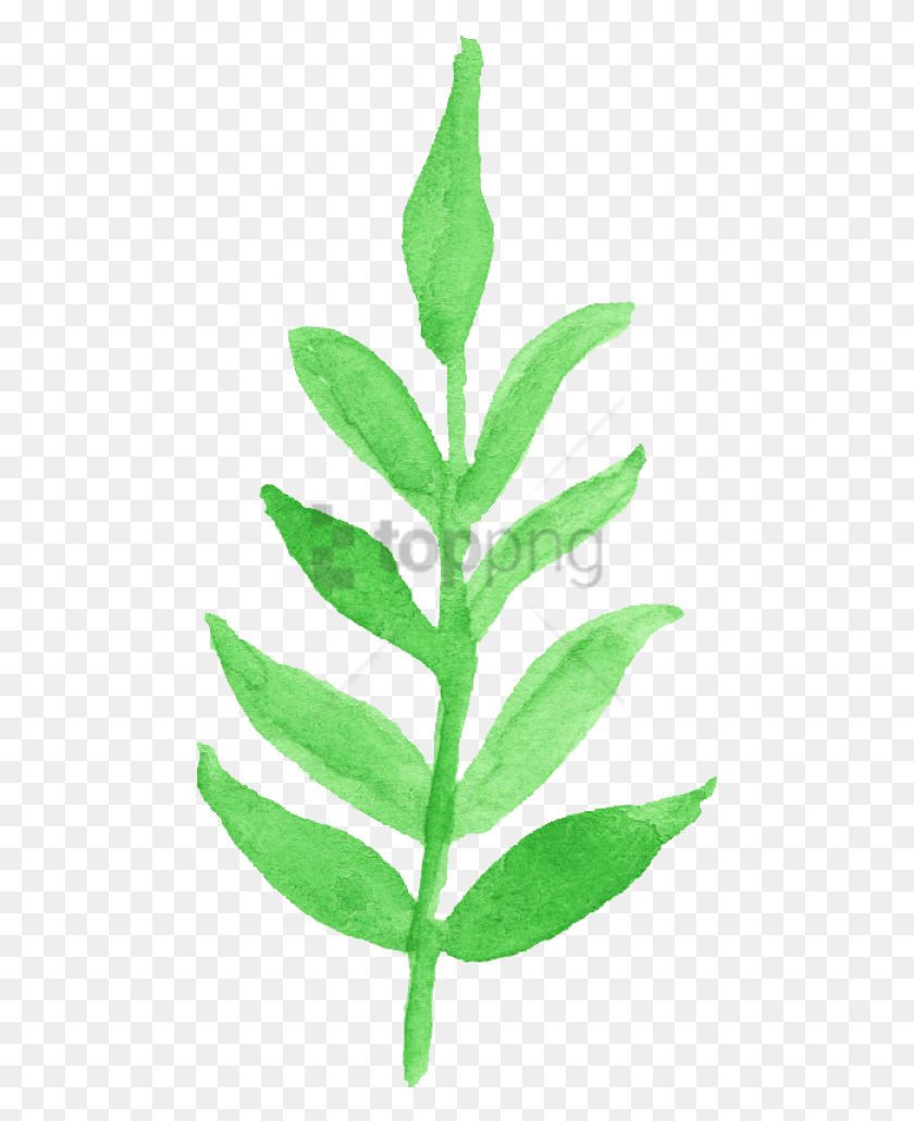 480x971 Free Watercolor Leaf Transparent Image With Watercolor Transparent Leaves Clipart, Plant, Pineapple, Fruit HD PNG Download