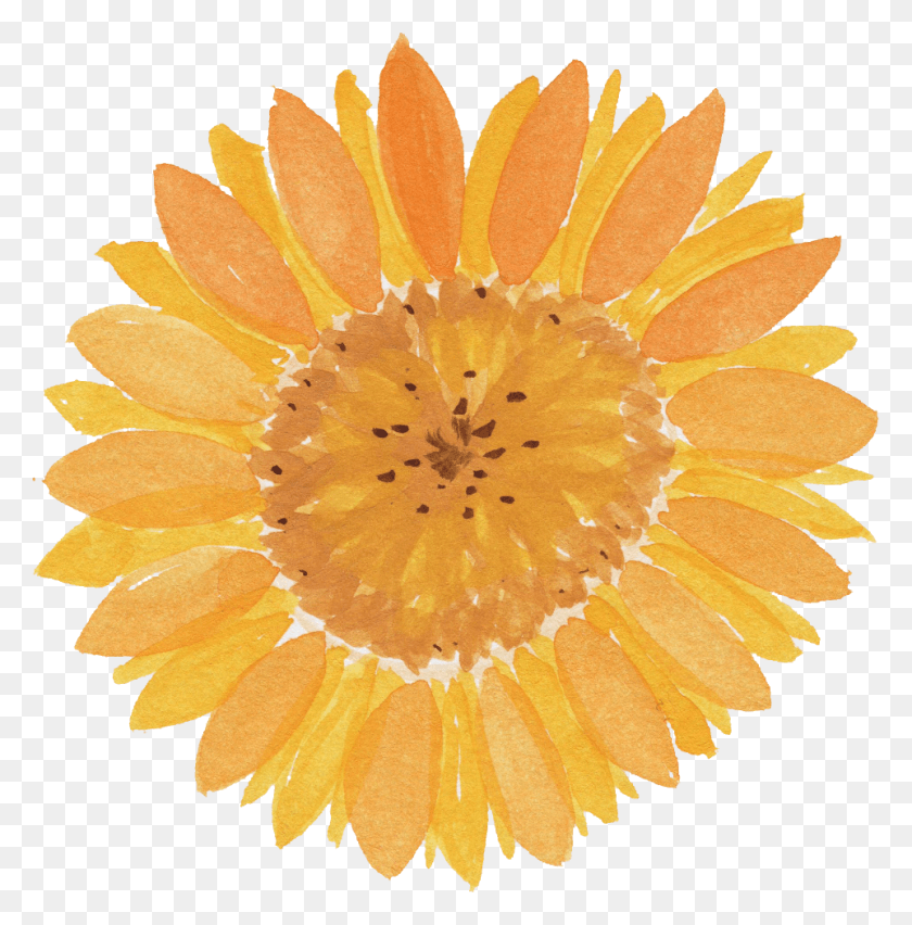 962x977 Free Watercolor Sunflower Transparent Background, Plant, Flower, Blossom HD PNG Download