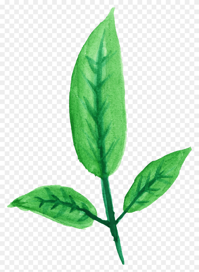 1746x2441 Акварель На Прозрачном Фоне Листья, Лист, Растение, Цветок Hd Png Скачать