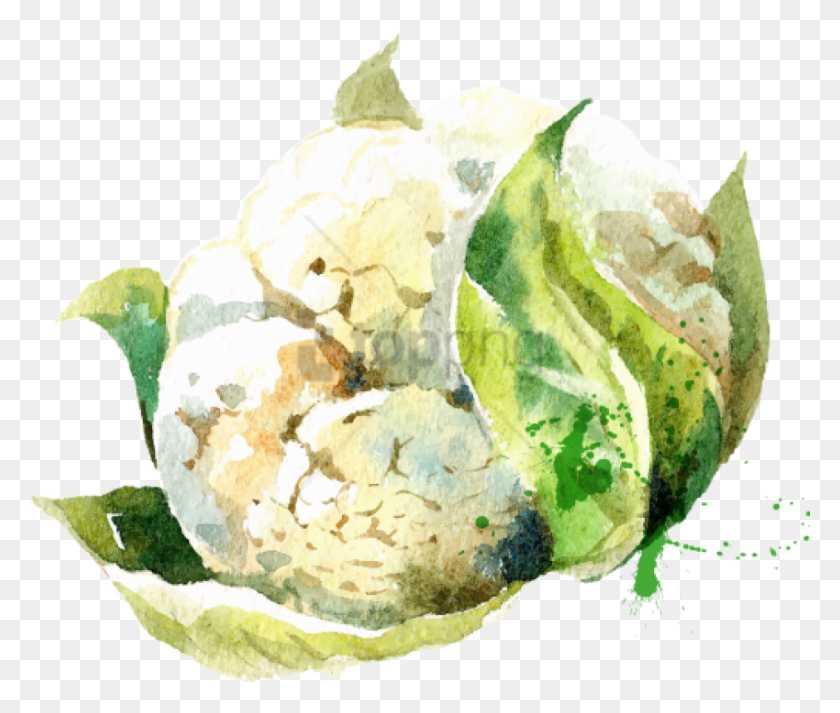 850x712 Free Watercolor Vegetables Stock Vector, Plant, Cream, Dessert HD PNG Download