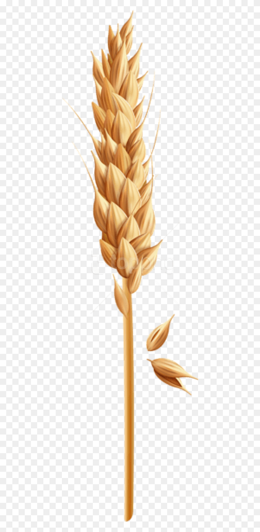 446x1654 Free Wheat Grain Clipart Photo Grain Of Wheat Clipart, Plant, Vegetable, Food HD PNG Download