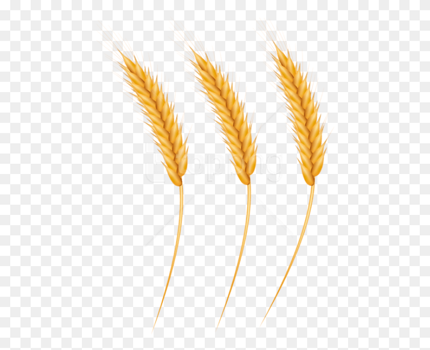 468x624 Free Wheat Grains Clipart Photo Wheat Grain Clipart, Plant, Vegetable, Food HD PNG Download