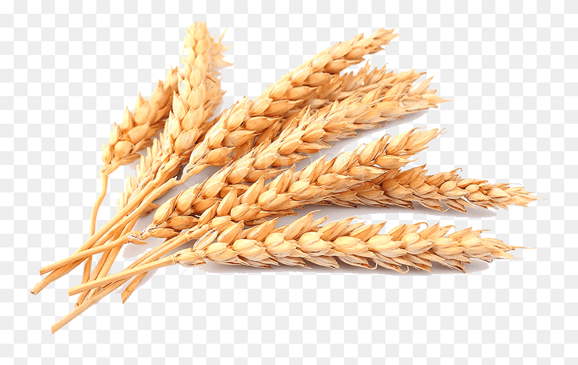 753x471 Free Wheat Images Background Images Transparent Wheat, Plant, Vegetable, Food HD PNG Download