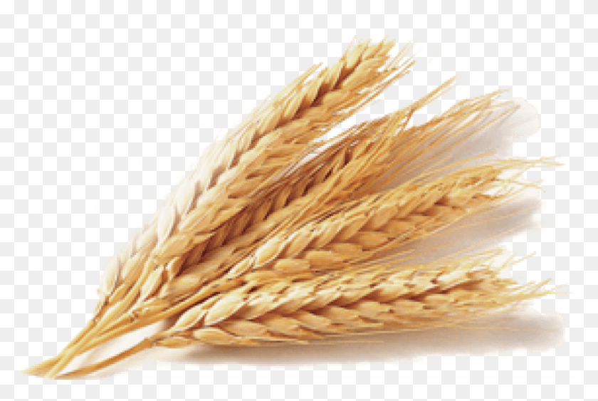 850x549 Free Wheat Images Background Images Transparent Wheat, Plant, Vegetable, Food HD PNG Download