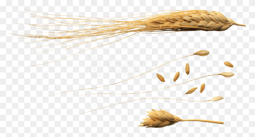 850x429 Бесплатные Изображения Пшеницы 1 Gro De Trigo, Растение, Овощи, Еда Hd Png Скачать