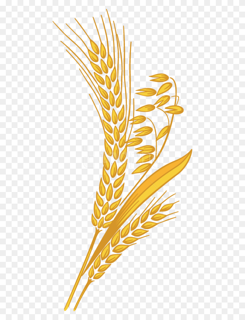 480x1040 Free Wheat Images Transparent, Plant, Vegetable, Food HD PNG Download