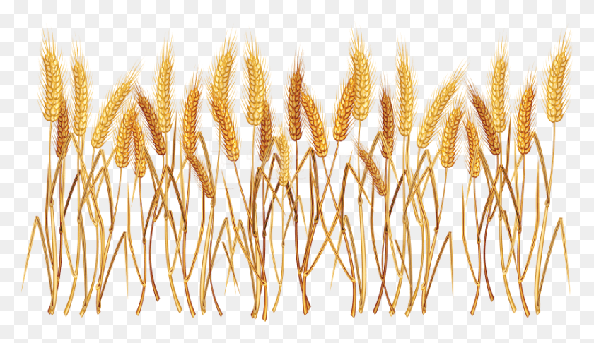 850x465 Free Wheat Images Transparent Wheat Clipart, Plant, Food, Vegetable HD PNG Download