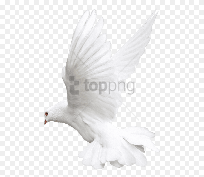 480x667 Free White Bird For Editing Image With Transparent Dove Bird Flying, Pigeon, Animal, Person HD PNG Download