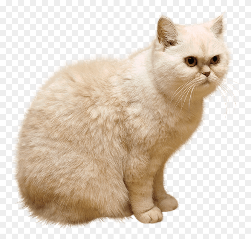 851x806 Free White Cat Images Background Cat, Angora, Pet, Mammal HD PNG Download