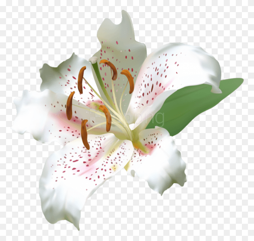 850x804 Free White Deco Lily Flower Images White Tiger Lilies Border Transparent, Plant, Lily, Flower HD PNG Download