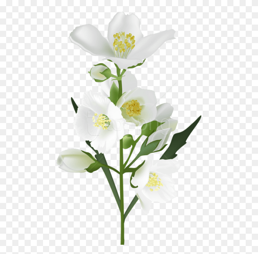 480x766 Png Белый Цветок Изображения Фона Прозрачный Фон Цветок Жасмина, Растение, Анемона, Цветение Hd Png Download