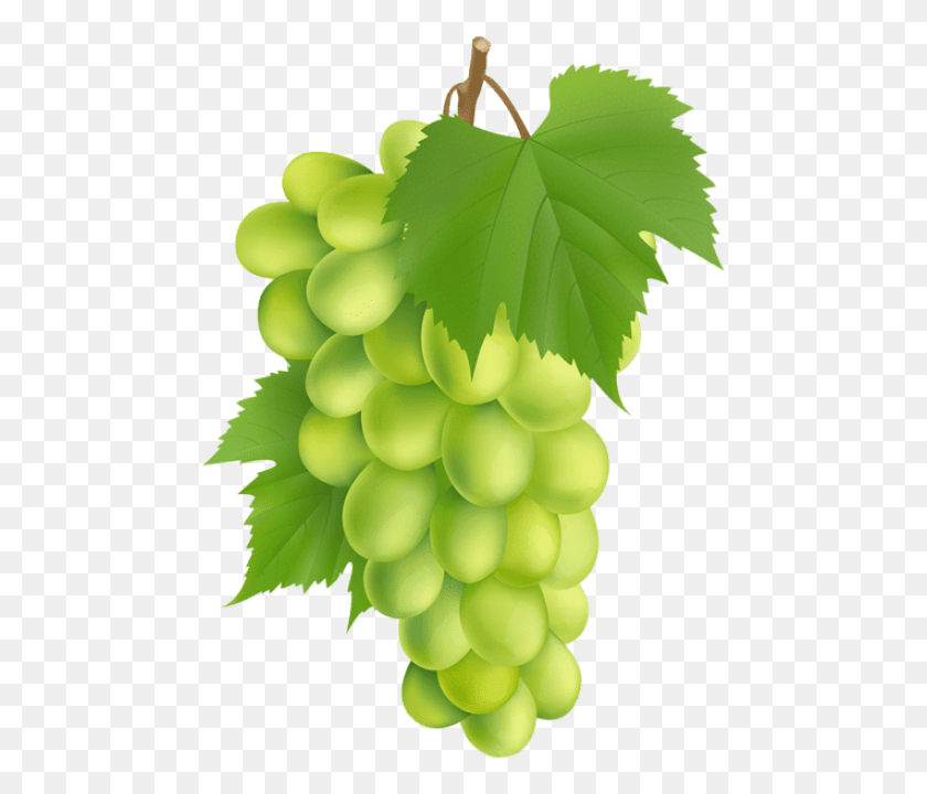 480x660 Free White Grape Portable Network Graphics, Plant, Grapes, Fruit HD PNG Download