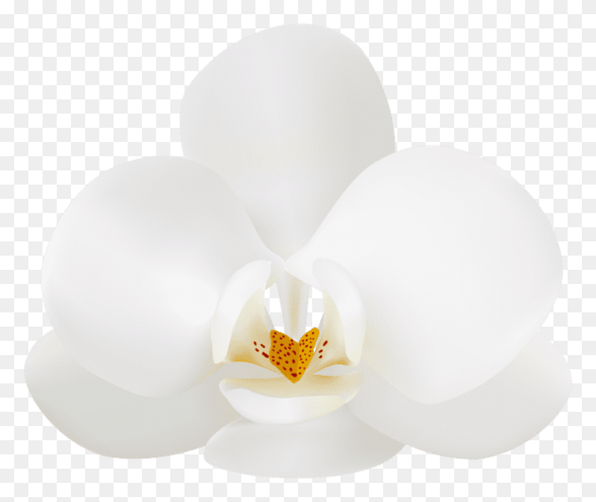 850x706 Descargar Png Orquídea Blanca Png