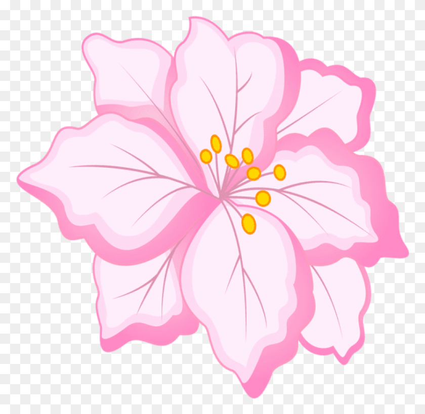 834x812 Free White Pink Flower Images Background White Pink Flower, Hibiscus, Flower, Plant HD PNG Download