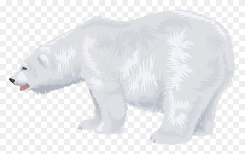 819x495 Free White Polar Bear Transparent Transparent Background Clip Art Polar Bear, Bear, Wildlife, Mammal HD PNG Download