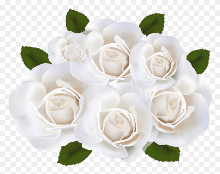 825x641 Png Белые Розы Изображения Фона Белые Розы, Растение, Роза, Цветок Hd Png Скачать