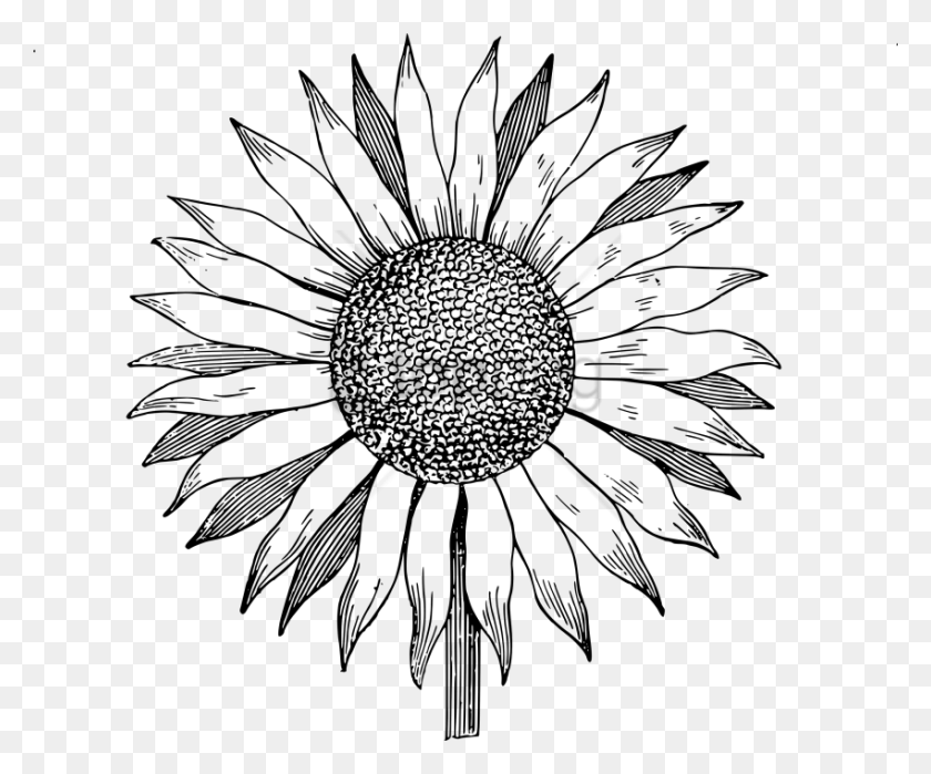 850x697 Free White Sunflower Image With Transparent Black And White Sunflower Clipart, Plant, Graphics HD PNG Download