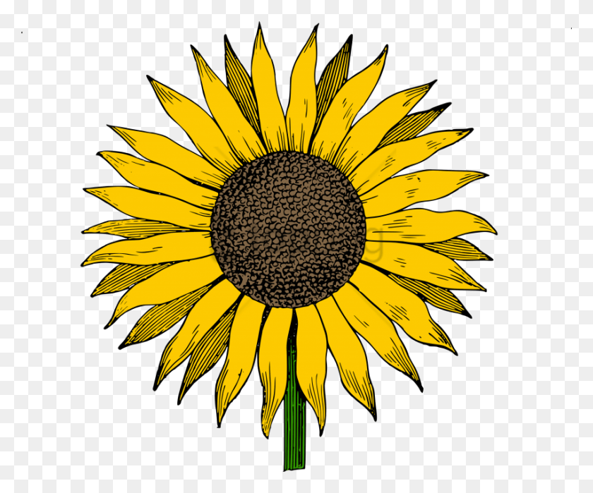 850x697 Free White Sunflower Image With Transparent Sunflower Drawing Transparent, Plant, Flower, Blossom HD PNG Download