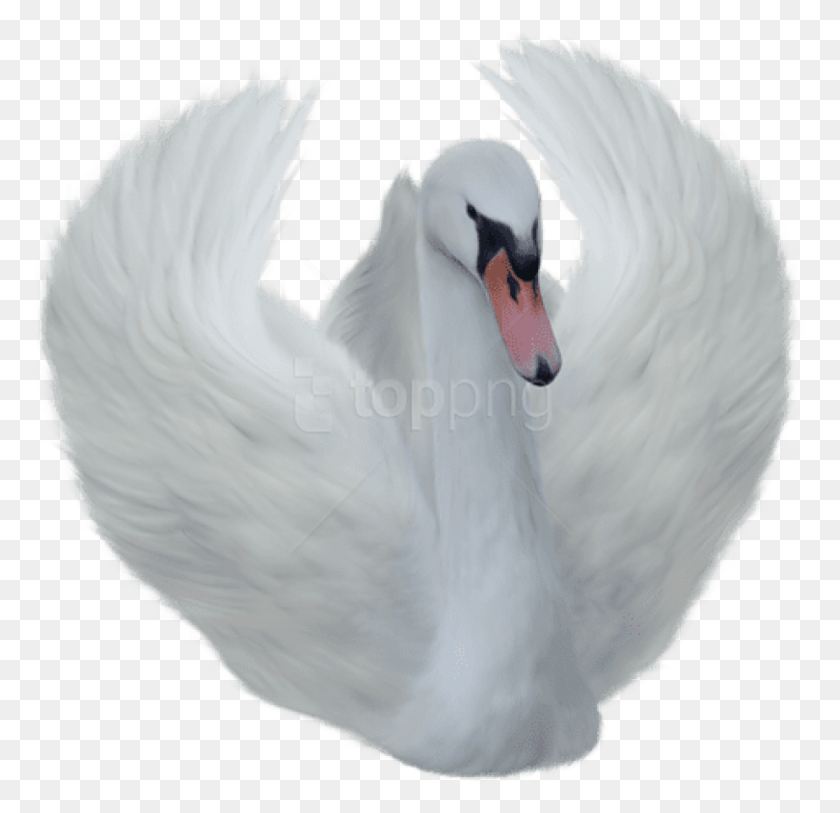 809x782 Free White Swan Images Background Swan, Bird, Animal, Chicken HD PNG Download
