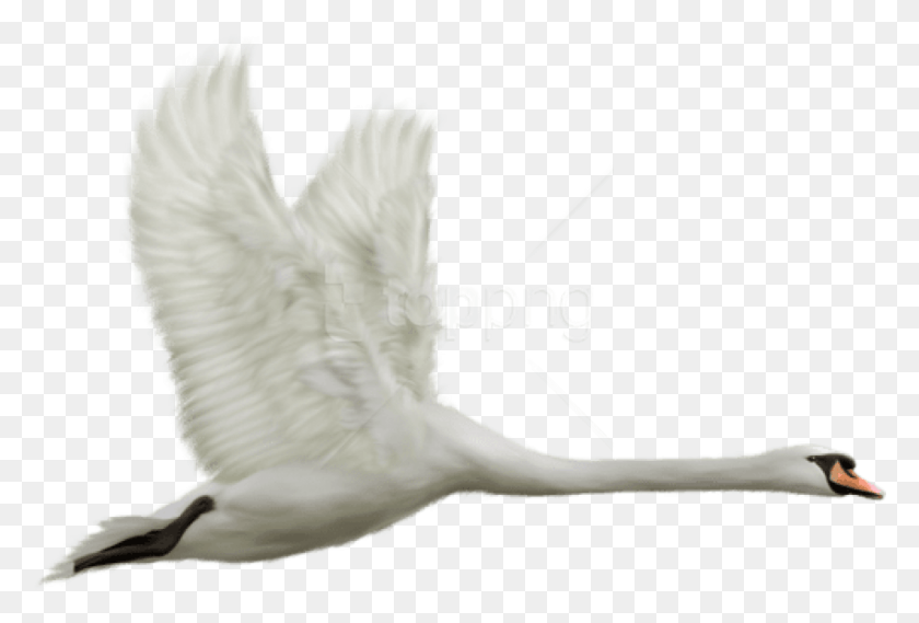 849x555 Free White Swan In Flight Images Transparent White Swan In Flight, Bird, Animal, Waterfowl HD PNG Download