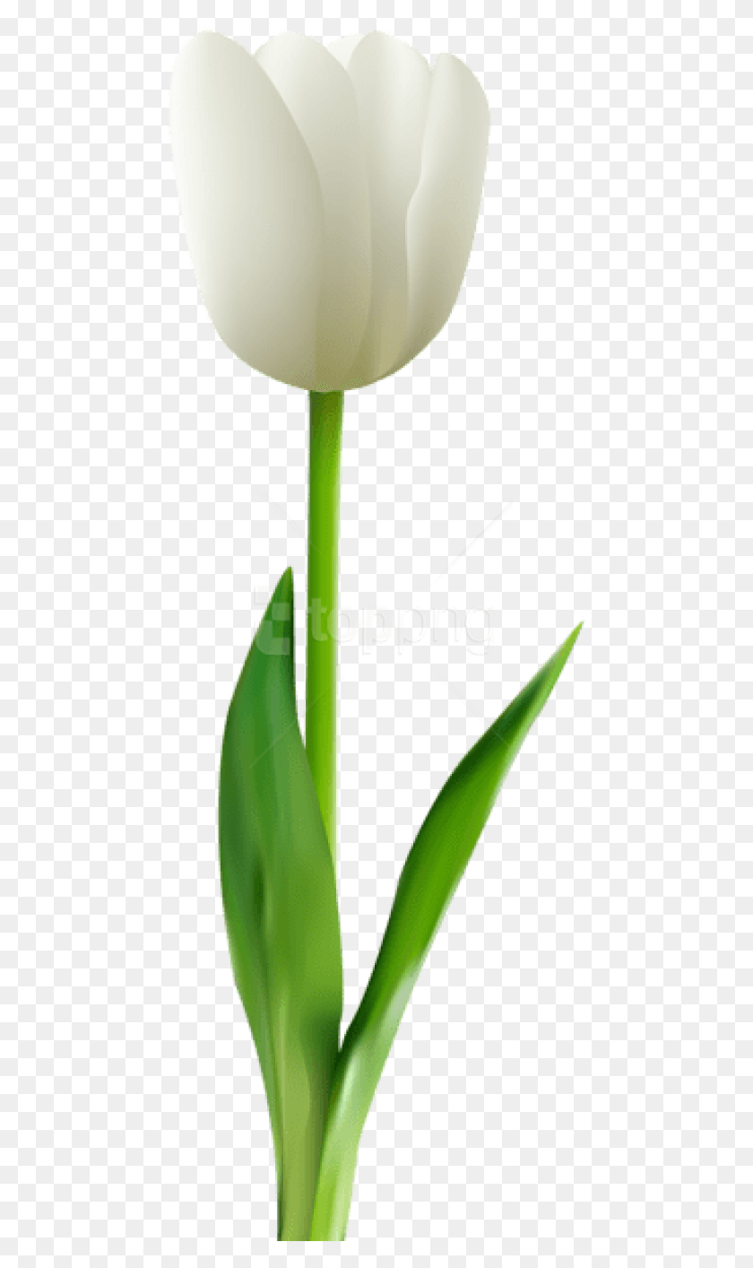 468x1354 Free White Tulip Transparent Images White Tulip Flower, Plant, Aloe, Blossom HD PNG Download