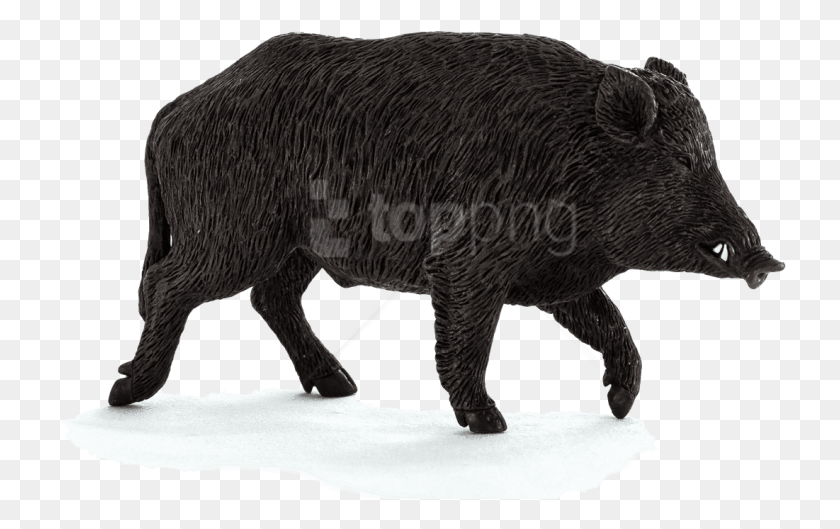 733x469 Free Wild Boar Images Transparent Wild Boar, Hog, Pig, Mammal HD PNG Download