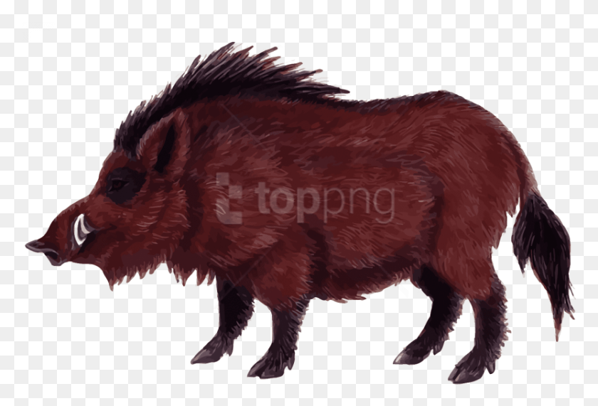831x545 Free Wild Boar Images Transparent Wild Boar, Bird, Animal, Mammal HD PNG Download