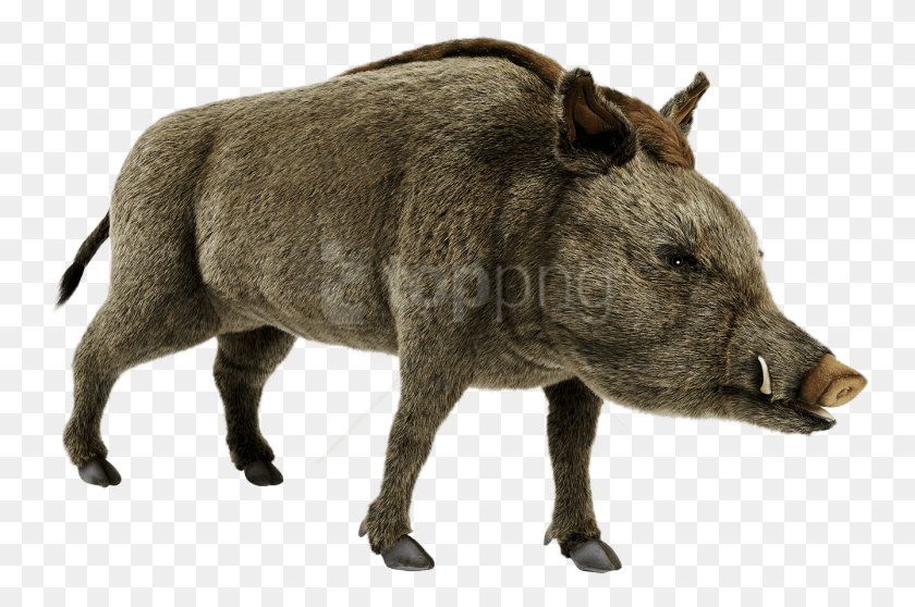 756x498 Png Кабан, Свинья, Млекопитающее, Животное, Кабан Png