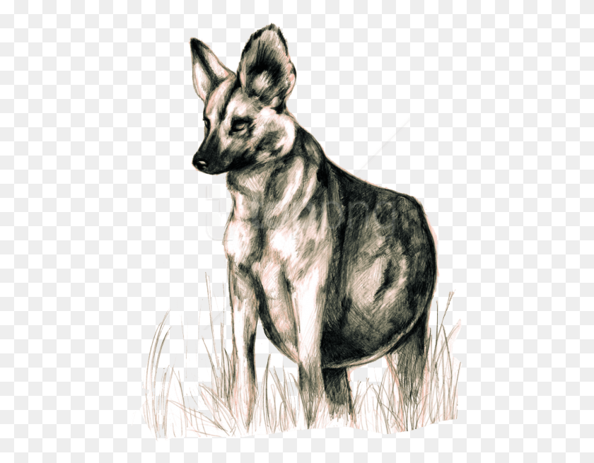 470x595 Free Wild Dogs Images Background Lycaon Pictus, German Shepherd, Dog, Pet HD PNG Download