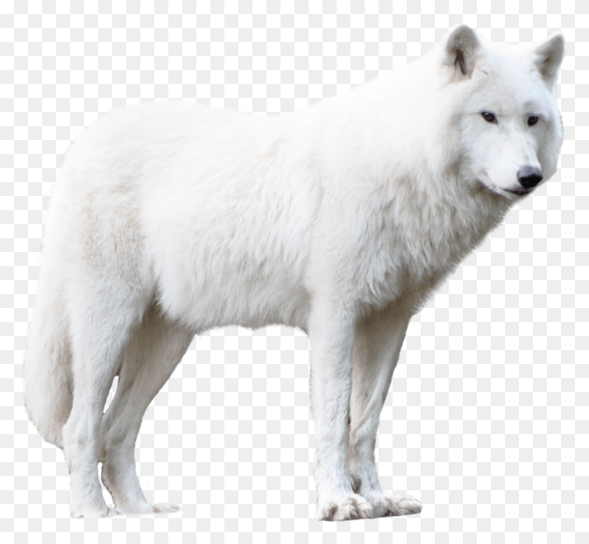 1497x1377 Бесплатные Изображения Волка Фоновые Изображения Белый Волк, Млекопитающее, Животное, Собака Hd Png Скачать