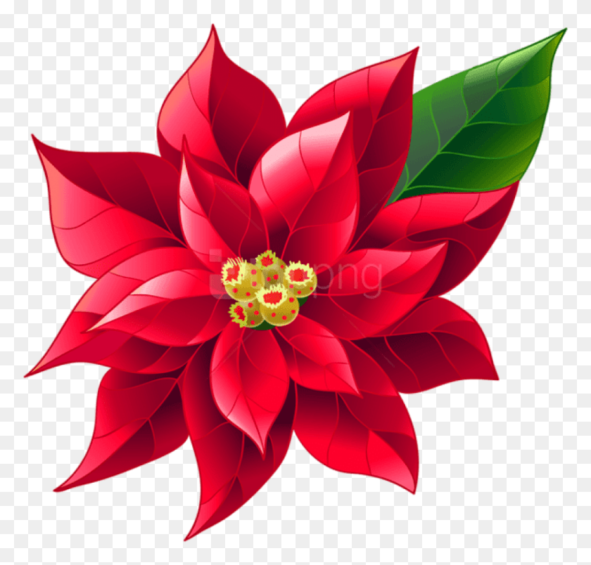 850x811 Free Xmas Poinsettia Images Transparent Christmas Day, Dahlia, Flower, Plant HD PNG Download