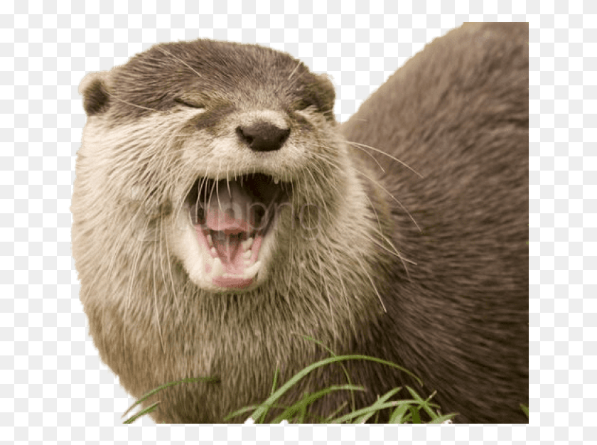 649x566 Free Yawning Otter Images Background Otter Transparent Background, Wildlife, Mammal, Animal HD PNG Download