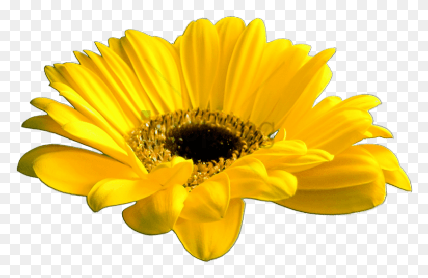 795x496 Png Желтый Цветок Корона Прозрачный Желтый Цветок Gif, Растение, Цветок, Цветение Hd Png Download