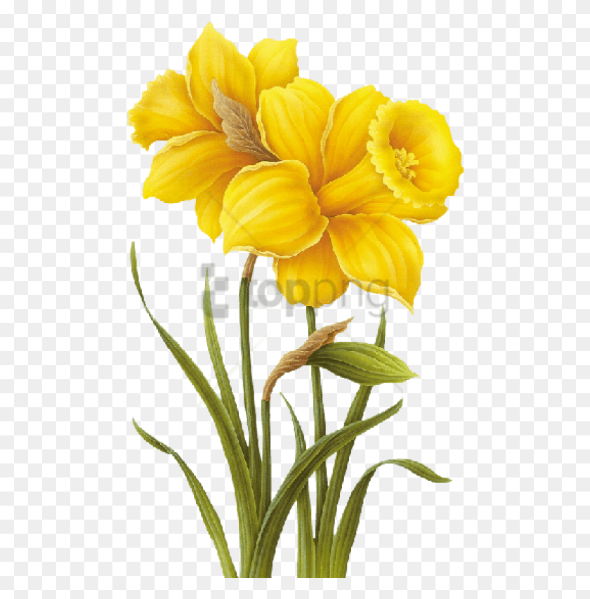 480x793 Желтый Цветок Рисунок Изображение С Прозрачным Рисунком Желтого Цветка, Растение, Цветок, Цветение Png Скачать