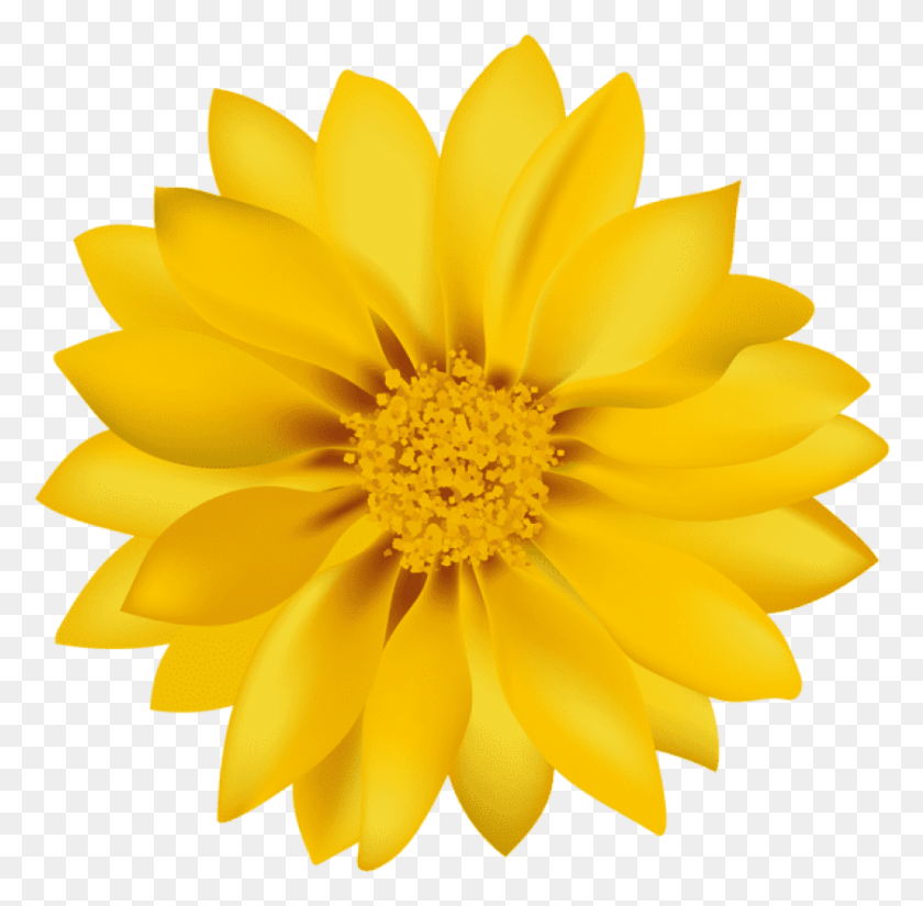 841x825 Желтый Цветок Транспа Изображения Фон Цветы, Растения, Цветок, Цвести Hd Png Скачать