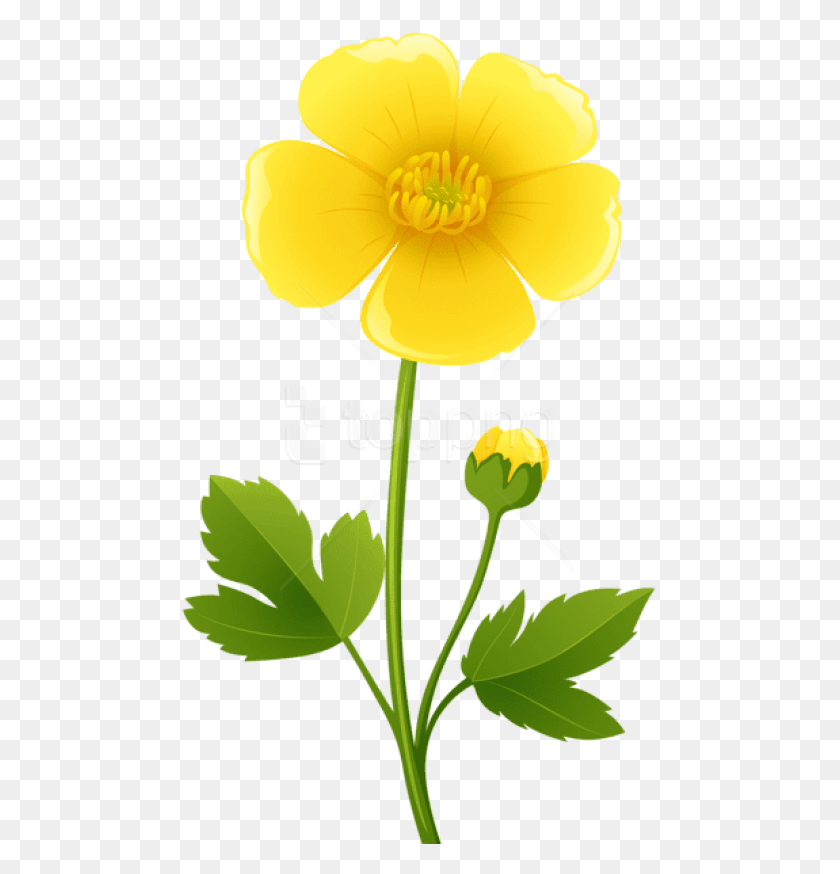 480x814 Free Yellow Flower Transparent Images Buttercup Clipart, Plant, Flower, Blossom HD PNG Download