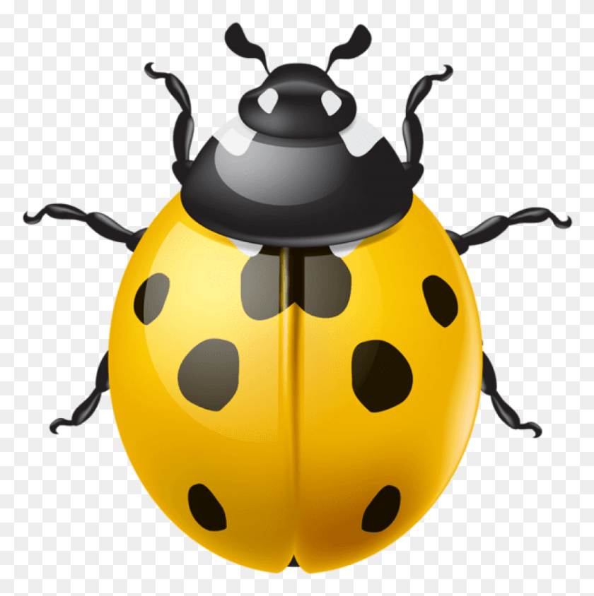 839x844 Free Yellow Ladybird Images Background Yellow Ladybug, Invertebrate, Animal, Insect HD PNG Download