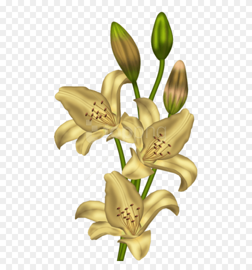 480x840 Free Yellow Lilium Images Background Lilium Clipart, Plant, Lily, Flower HD PNG Download