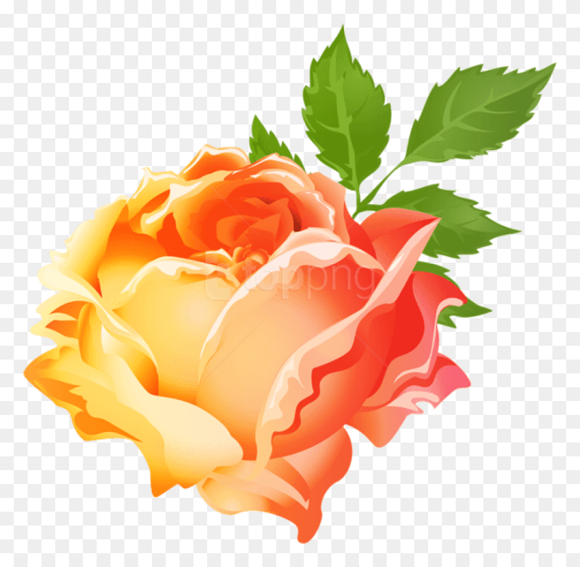 850x829 Png Желтая Оранжевая Роза Изображения Фона Оранжевая Роза, Цветок, Растение, Цветение Hd Png