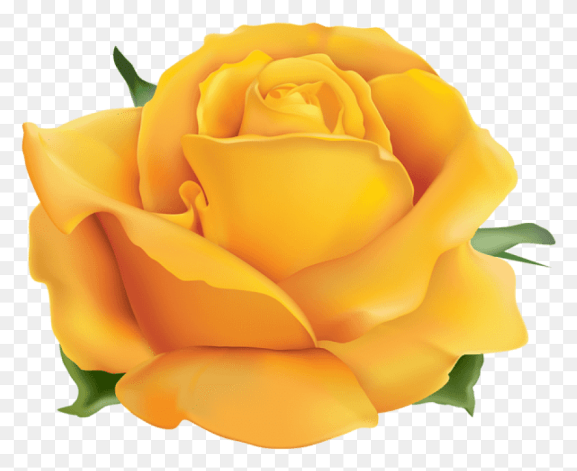 843x676 Png Желтая Роза Фоновое Изображение Роза, Цветок, Растение, Цветение Hd Png Скачать