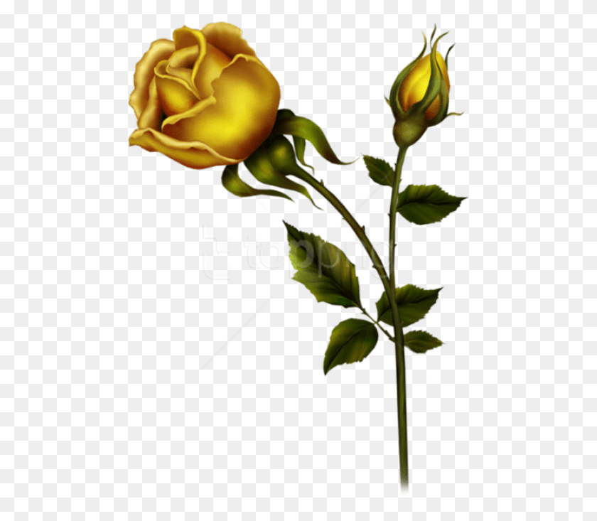 480x673 Png Желтая Роза С Бутоном Картинки Фон Желтая Роза, Роза, Цветок, Растение Hd Png Скачать